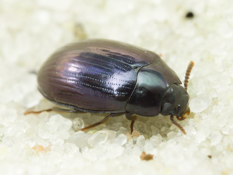 Platydema violaceum (Fabricius, 1790)